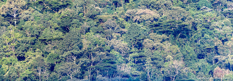 Bwindi impenetrable forest