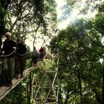 Best time canopy walk Nyungwe