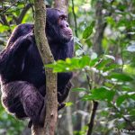 Kibale chimpanzee tracking