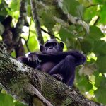 Chimpanzee tracking Budongo