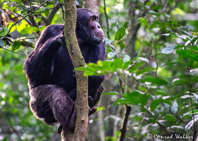 Chimpanzee Tracking Nyungwe Forest