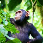 Ultimate Rwanda Wildlife Safari Guide