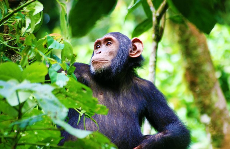 Chimpanzee tracking Uganda