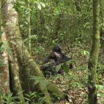 Chimpanzee territory fights
