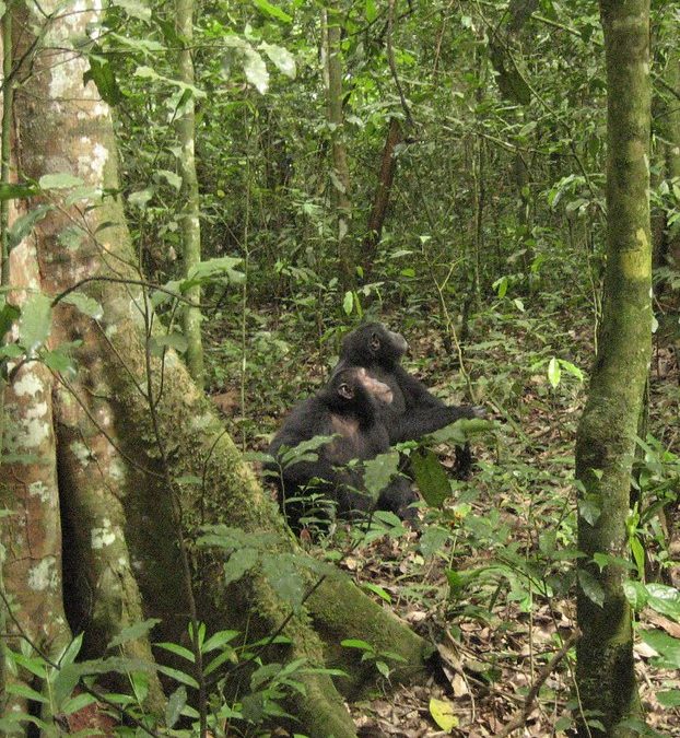 Chimpanzee territory fights