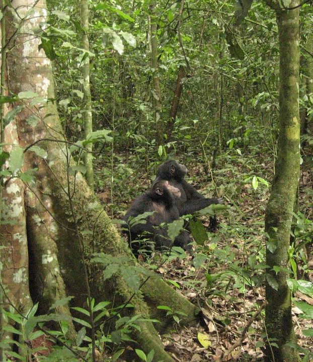 Chimpanzee territory fights