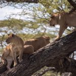 Tree climbing lions safaris