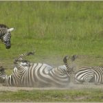 dust bathing animals