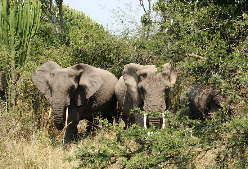 Big 5 Primates Rwanda Safari