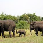 Akagera National Park safari guide