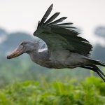 Bird watching Uganda