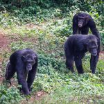 chimpanzee flying safaris