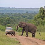 12 Days Uganda African Big 5