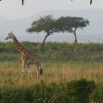 Kidepo safari Uganda