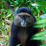 best place to trek golden monkey