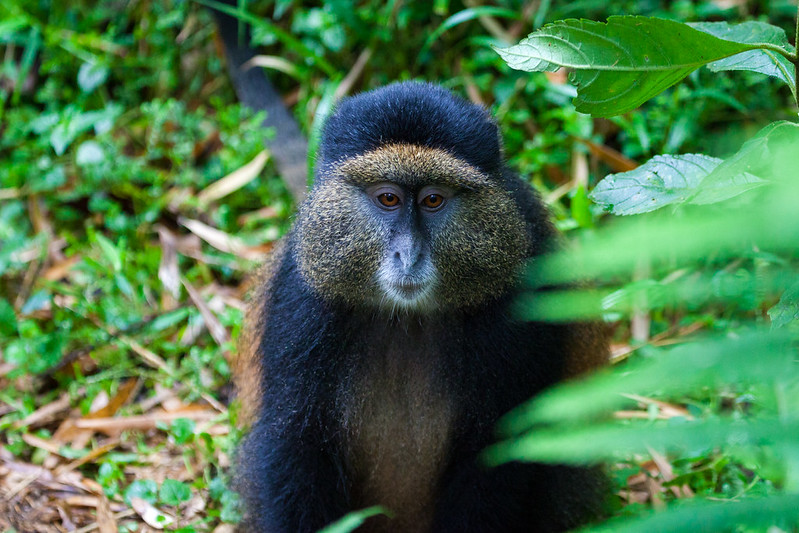 best place to trek golden monkey