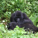 access Rushaga Kigali road