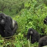gorilla trekking honeymoon Rwanda