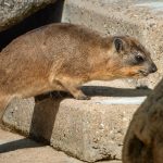 hyraxes in Uganda