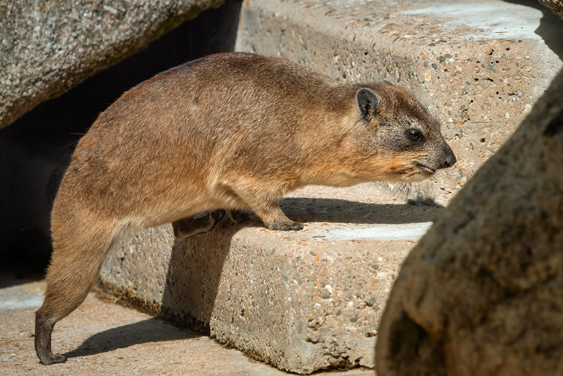 hyraxes in Uganda
