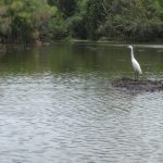 Walking Safari Lake Mburo