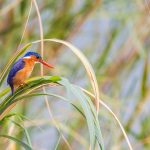 Relaxation at Lake Kivu
