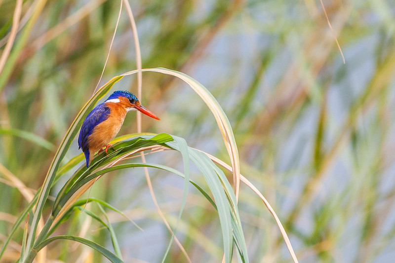 Relaxation at Lake Kivu