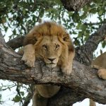 best months game viewing Uganda