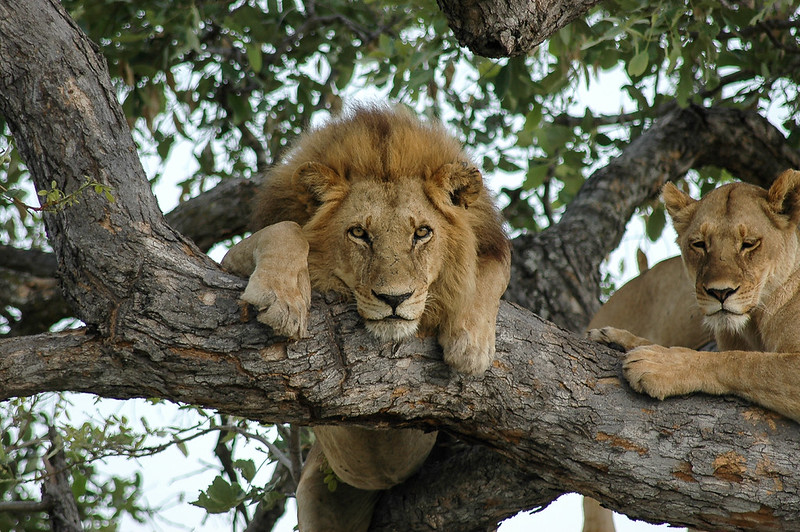 best months game viewing Uganda