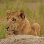 close encounter with lions