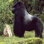luxury gorilla trekking in Rwanda