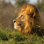 why male lions have mane