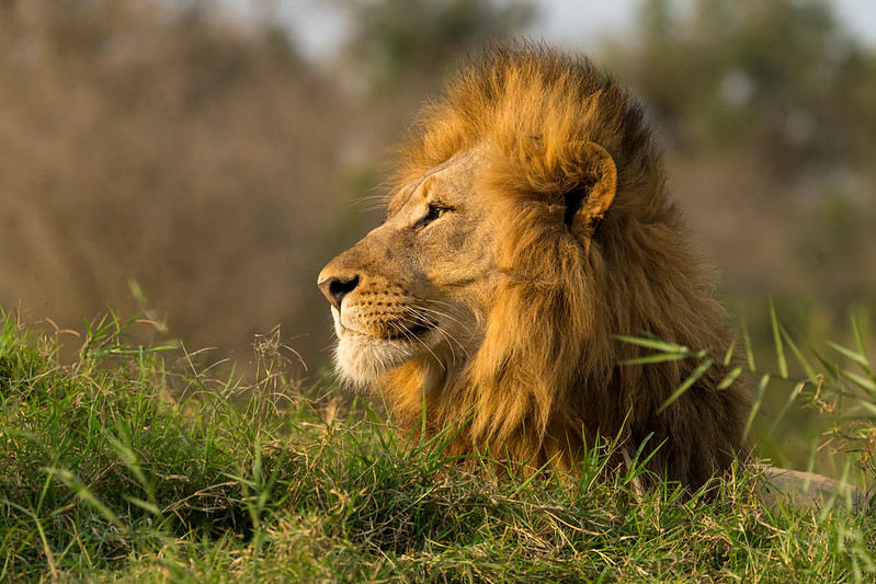 why male lions have mane