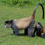 4 days golden monkey safari
