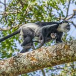 primates sit top trees