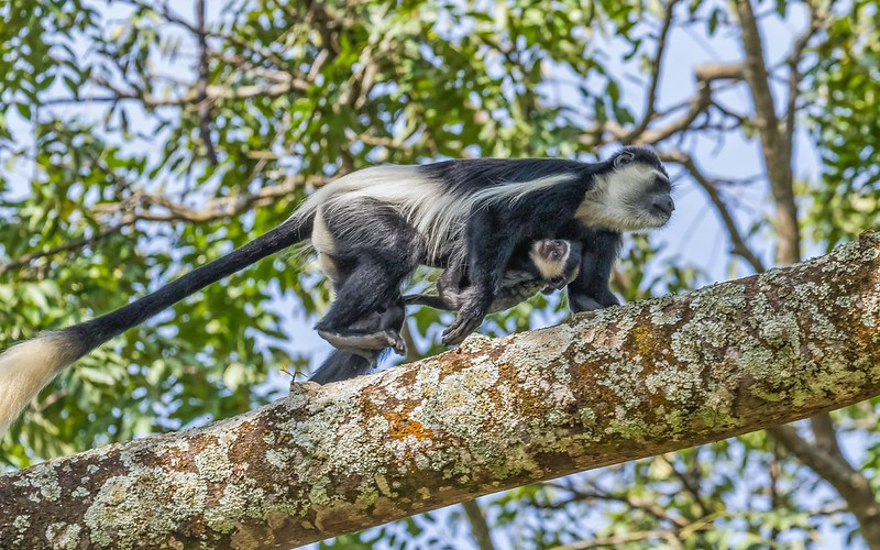 primates sit top trees