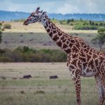 how big giraffe heart