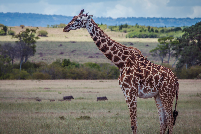 how big giraffe heart