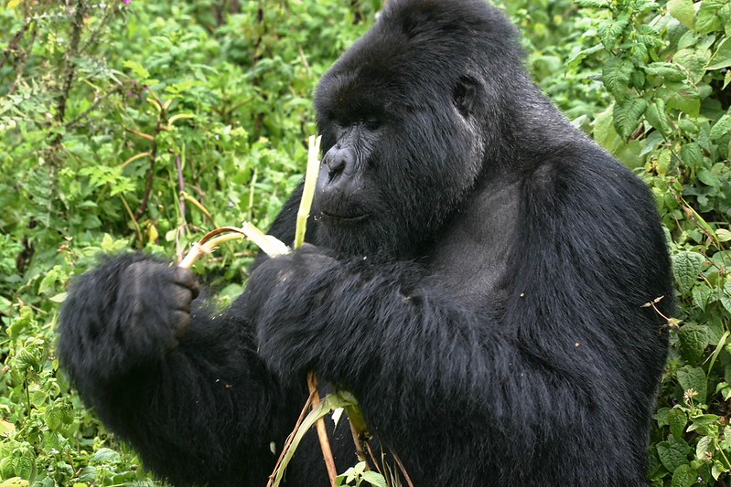Gorilla Habituation Uganda