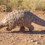 Pangolin tracking Buhoma
