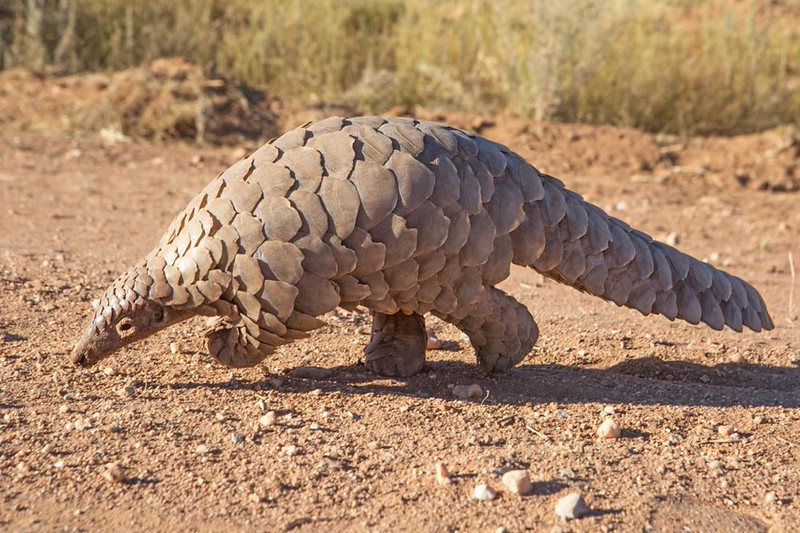 Pangolin tracking Buhoma