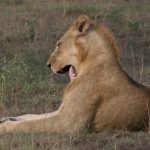 lion sighting probability Uganda