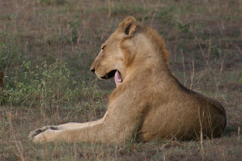 lion sighting probability Uganda