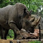 Rhino Breeding Ground Uganda