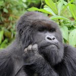 Rwanda gorilla trekking easy