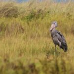 shoebill stork experience Uganda