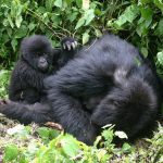 social structure gorilla family