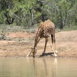 why giraffes spread legs