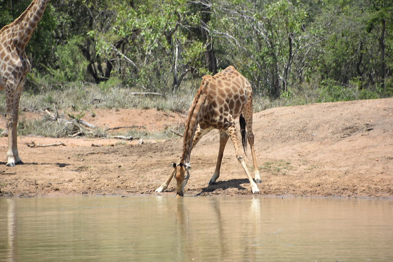 why giraffes spread legs