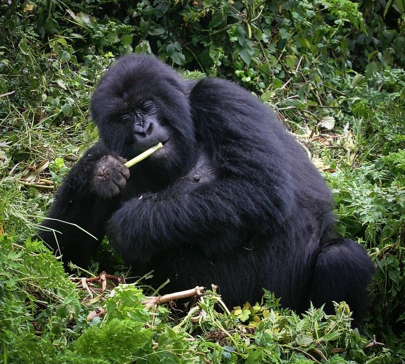 luxury Uganda safari